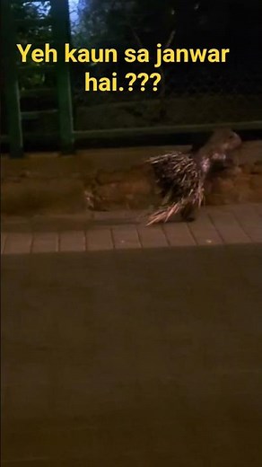 Passed or Fail? 🤔 #shorts #trend #viral #shortsfeed #trending #wildlife