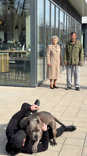 Hero Dog Thwarts Purse Snatcher And Returns It To Elderly Lady! #dog #hero #rescue | Even More Vu