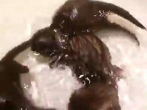 Baby Otter Swimming | Otter