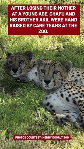 Henry Doorly Zoo Mourns Loss of Beloved Cheetah Chafu