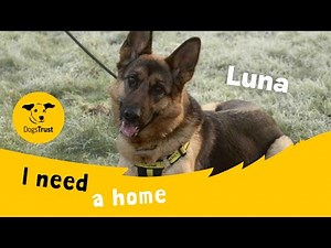 Luna the lovely German Shepherd | Dogs Trust Evesham