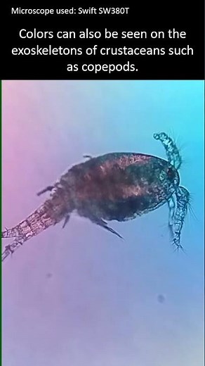 Different uses of polarized light in microscopy.