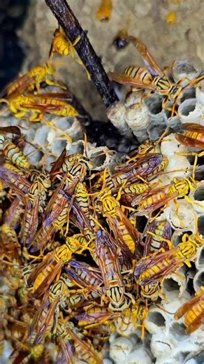 A Meal Fit for a Queen: How Bumblebees Brave the Winter #tropicalforestbees