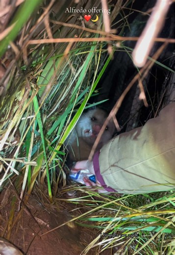 Adventures with Alfredo the Possum on the Farm