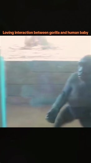 Loving interaction between gorilla and human baby#gorilla #babygorilla #fpy #foryou #silverback #gorillas #animals #zoo #happygorillafamily | Dilaraa.s