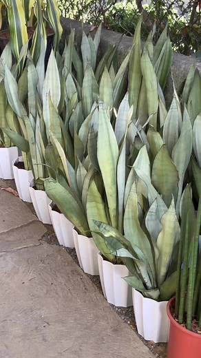 sansevieria moonshine ✨ | Bm-Jov Garden Center