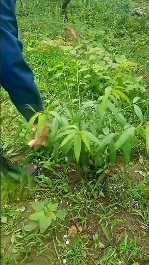How to shape young peach tree for maximum healthier growth #satisfying #pruning #farming #shorts