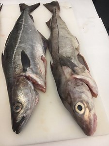 What is the difference between Haddock and hake? [2025] | QAQooking.wiki