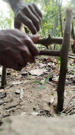 Smart Trigger Trap for Survival! 🏹🍃 Ancient Jungle Engineering #Shorts #Bushcraft #Trap #Nature