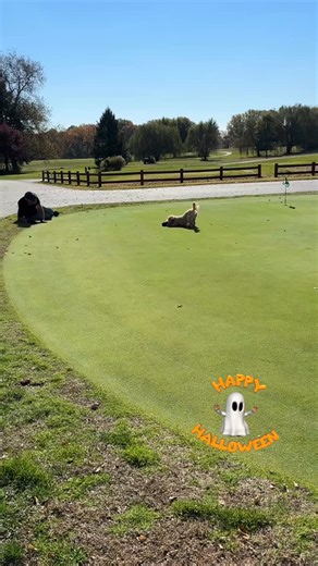 Westwood Golf Club on Reels