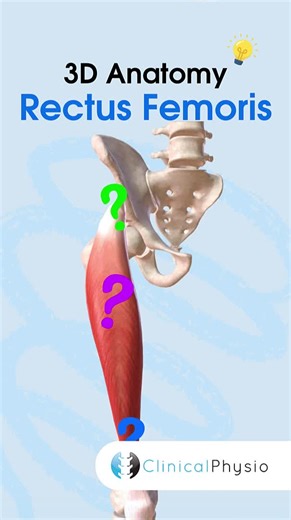 Exploring 3D Anatomy of the Rectus Femoris Muscle