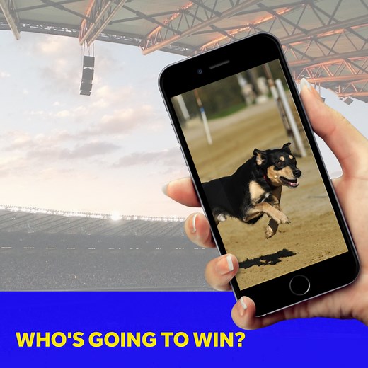 Betting on Greyhounds - A Beginners Guide - Two Trap Greyhound System | MBT Sports