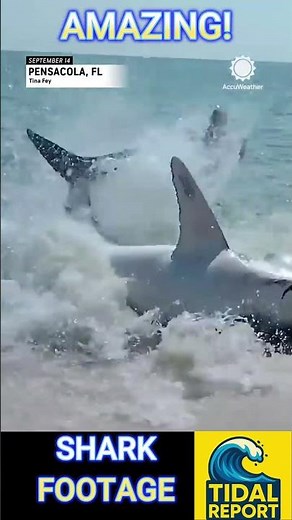 Great White Shark Stranded on Beach | Locals Race to Save It 🌊🦈