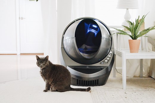 Here’s exactly what you need to do if your cat stops using the litter box