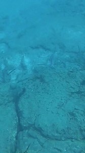 7.9K views · 158 reactions | Slow motion mode #underwaterfishing #fishing #fish #spearfishing #saltwaterfishing #underwater #stripedbass #fishingbait #lewsfishing #thsensefishing #pesca #pezsubmarino #pescaria | Underwater Fish | Facebook