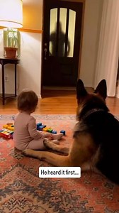 The dog didn’t panic… but he didn’t allow it either. 👀🐾 | Instinct Unspoken