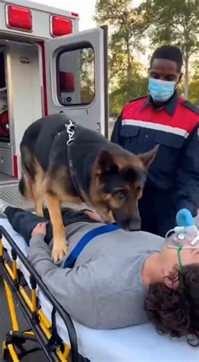 🇨🇳 德牧守护主人：爱的羁绊 🇬🇧 Shepherd Guarding Master: Bond of Love