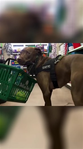 Dogs Doing Human Things: Hilarious Moments You Won't Believe! 🐾 Hilarious Dog Compilation! 🤣 Watch adorable Great Danes, Golden Retrievers, Corgis, and Huskies in their silliest moments! From stealing snacks to obeying commands, our furry friends will steal your heart! ❤️ #DogLife #FunnyDogs #DogCompilation #FunnyDogs #CuteDogs #DogLife #GreatDane #GoldenRetriever #Corgi #Husky #DogsOfInstagram #PetComedy