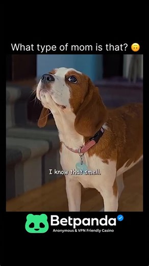 All Things Entertaining on Instagram: "A Dog’s Journey (2019) Genre Family Adventure/Drama – a heartwarming sequel exploring the unbreakable bond between a dog and his family across lifetimes. Runtime 1 hour 49 minutes (109 minutes) of emotional, family-friendly storytelling. Rating • Rotten Tomatoes: 50% Tomatometer (99 reviews), 77% Audience Score • Metacritic: 43/100 (25 critics), mixed reviews • IMDb: 7.4/10 (20,000+ ratings) Key Highlights • Starring: Dennis Quaid (Ethan Montgomery), Marg H