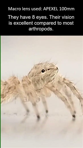 Jumping spider facts - short