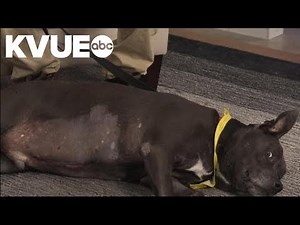 Meet Lambert, a dog available to adopt from Austin Pets Alive! | Pet of the Week