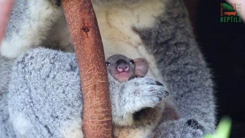 RAW VIDEO: Peek-A-Boo! Adorable Baby Koala Makes Its Grand Entrance From Mum’s Pouch