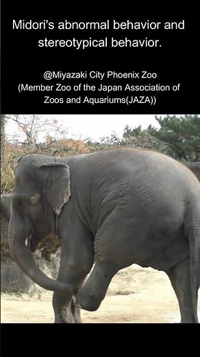 【Save the elephant】Midori's abnormal behavior and stereotypical behavior. #save #midori #shorts