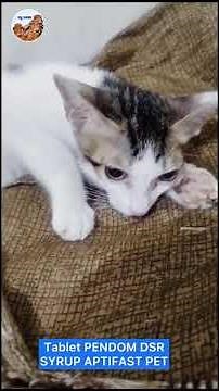 What should I do if my cat stops eating and drinking?