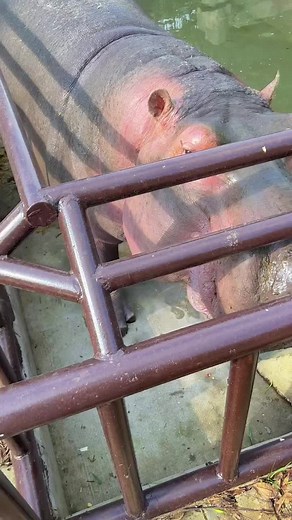 Hippopotamus Teeth Cleaning in Wildlife Sanctuary