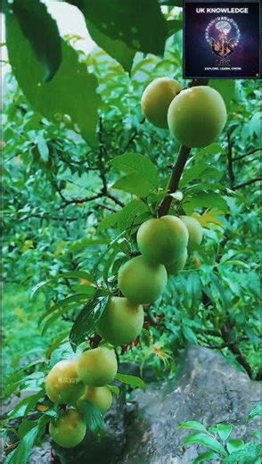 The Plant That Makes People Commit Suicide! 🌿😱 #Nature