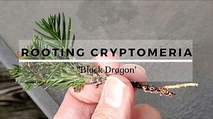 How to Propagate Cryptomeria ('Black Dragon') - Growing The Home Garden