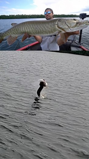 My biggest musky jumps out of the water mid fight! #Fishing #Fish #Musky #MuskyFishing | NB Edits