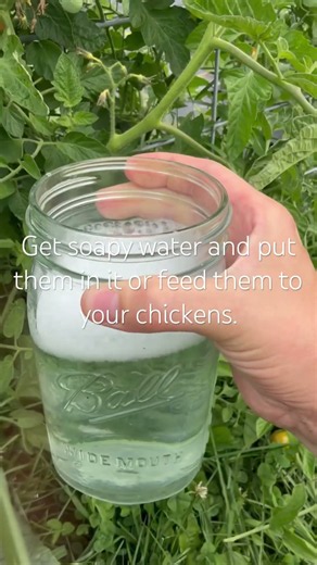 Tomato Hornworm Patrol Practices #gardening