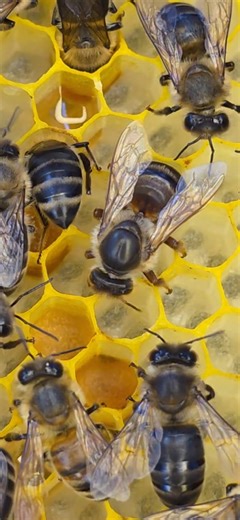 60K views · 1.2K reactions | The black queen bee laying eggs in the new hive. | Phary BeeKeeper | Facebook