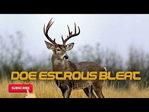 Deer Hunting Call - Doe Estrous Bleat - Free Download
