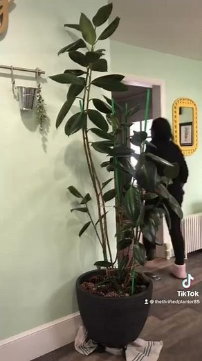 Rubber Tree Care | Ficus Elastica | Houseplant Care