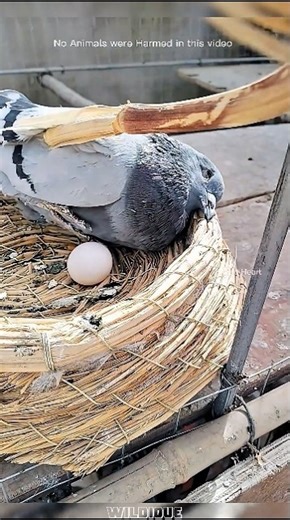 She Froze to Save Her Baby #pigeon #shorts #birds #pets #rescue #bird