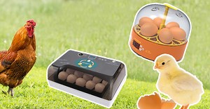 Couveuse à poussins et incubation artificielle : fonctionnement et réglages | Mes poules