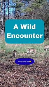 Being Bobcats: A Wild Encounter