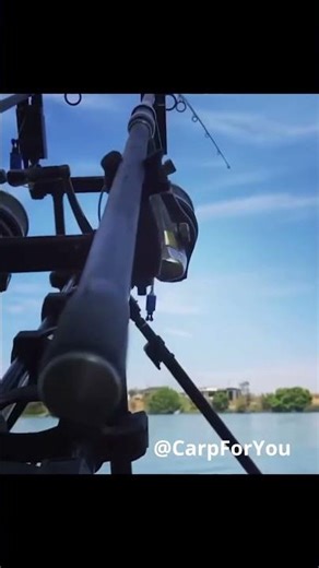 Carp Run 21 #fishing #carpfishing #fishingshorts