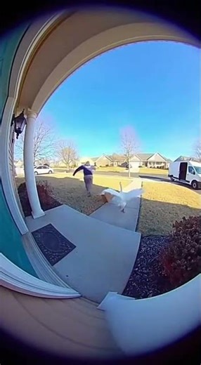 Angry Goose Attacks Delivery Driver!