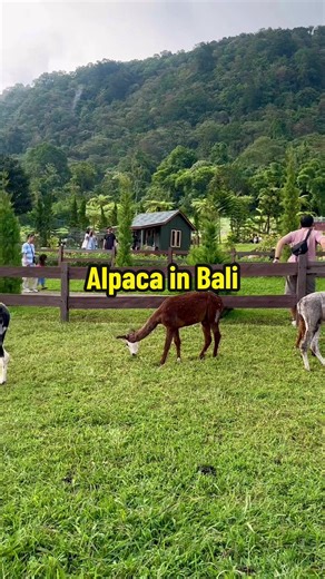 Inner child 🥹📈💕 #balifarmhouse #bali #bedugul #pancasari #holidayinbali #alpaca #capibara