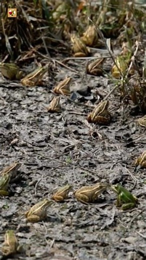 Frog Sounds (Small Frogs Calling by the Water’s Edge)