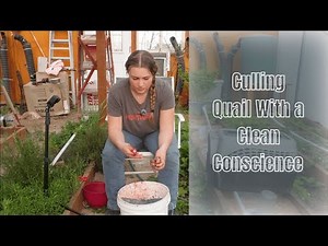 Dispatching & Butchering Quail, and How I Keep A Clean Conscience While Doing It