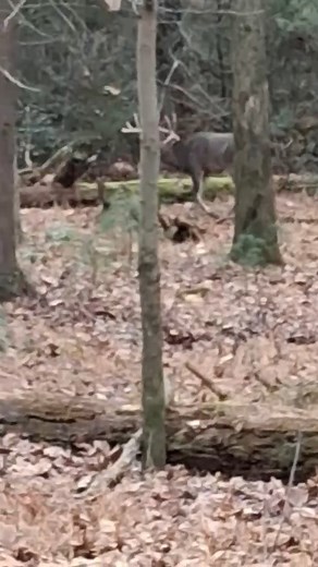 2.4K views · 92 reactions | Bear, Deer, and Pony rides | Cades Cove Riding Stables (The National Park's stables in Cades Cove) | Facebook