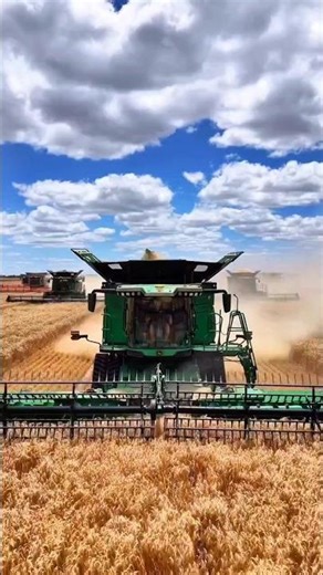 Wheat Harvesting Power: Combine Harvesters in Action
