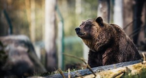 【ハンターへの第一歩】狩猟免許４種類の特徴って？メリットやデメリットを徹底解説！