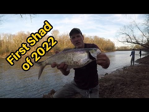 1st Shad of 2022 ! Shad Fishing the Roanoke River