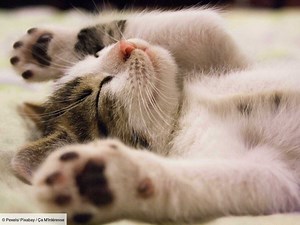 Les races de chat les plus adaptées à la vie de famille avec de jeunes enfants