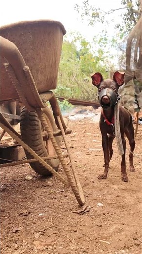 Puppy Eating Poop Causes and Effective Solutions Pica